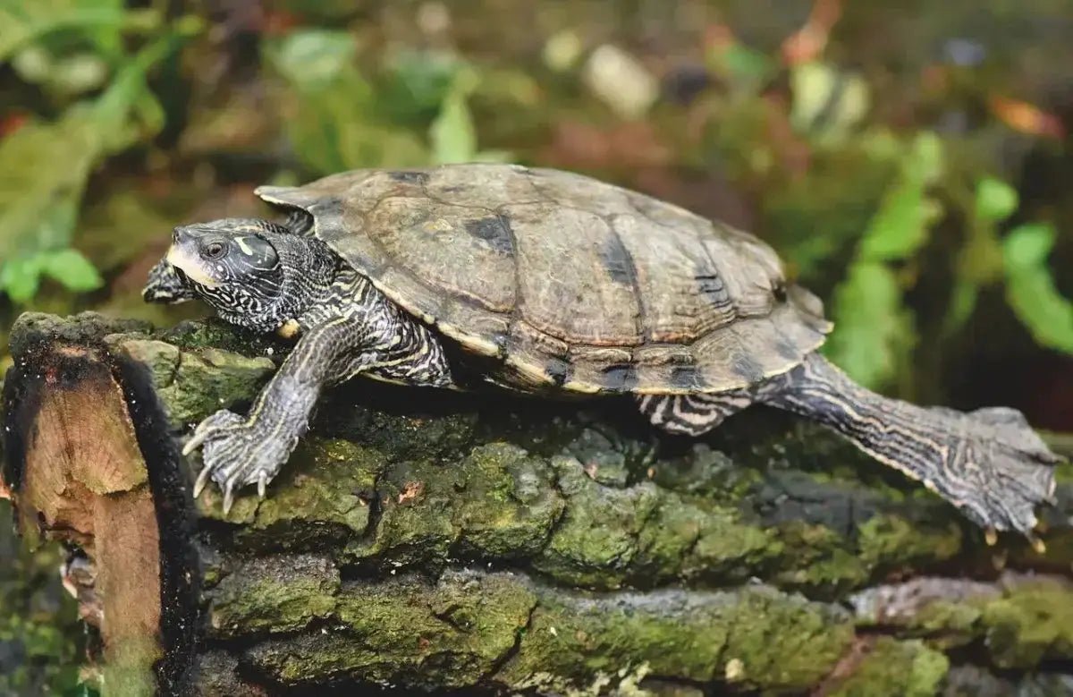 Do Turtles Need Heat Lamps? A Comprehensive Guide to Keeping Your Turtle Healthy and Happy