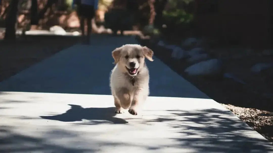 Dog food that helps itchy skin