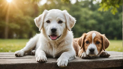 Dog Online Store - Shop for All Your Dog Needs - Talis Us