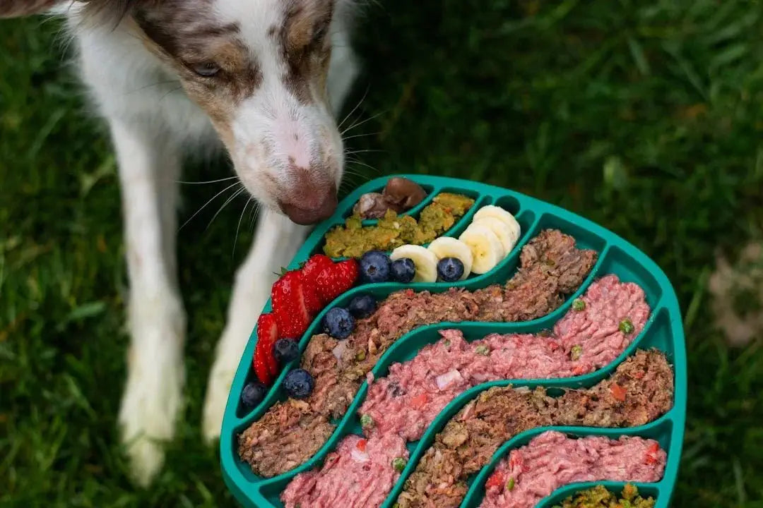 Dog Treats and Freeze-Dried Dog Food