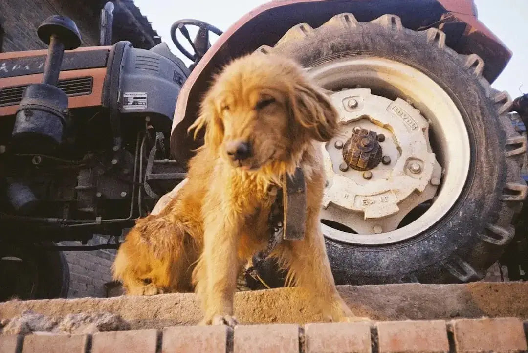 Are dogs allowed in tractor supply
