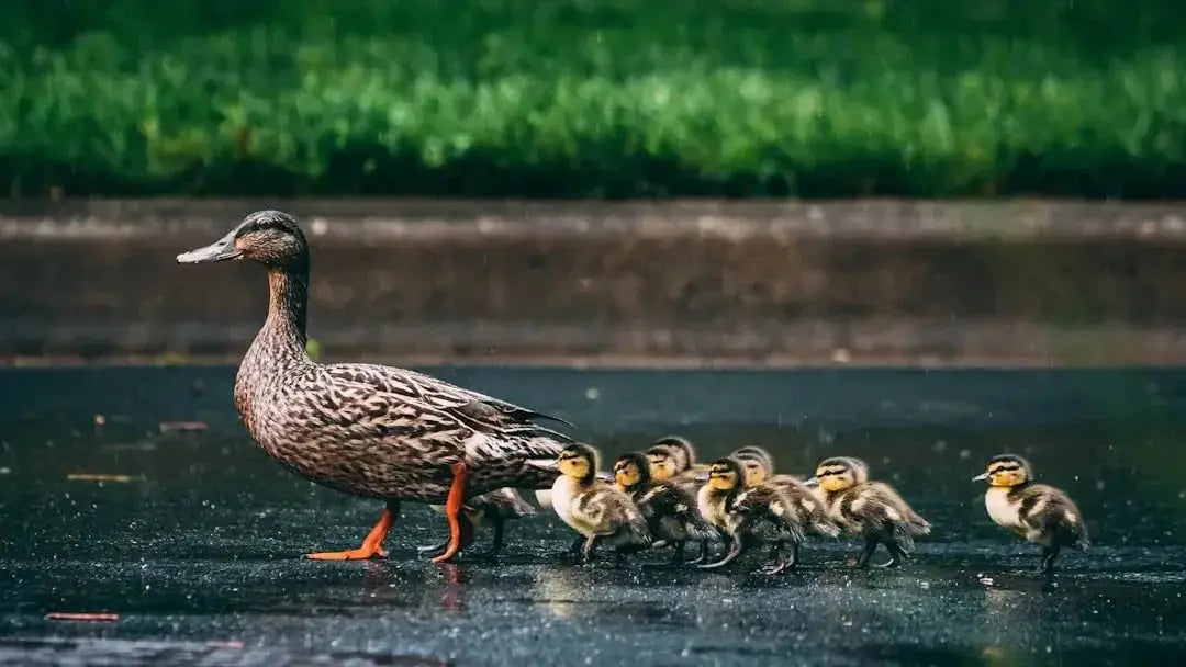 Do duck need UVB UVA light bulb