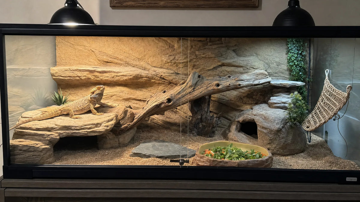 Bearded Dragon Care Guide for Beginners