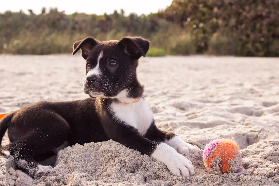 Eco-Friendly Fun: The Rise of Recycled Plastic Pet Toys