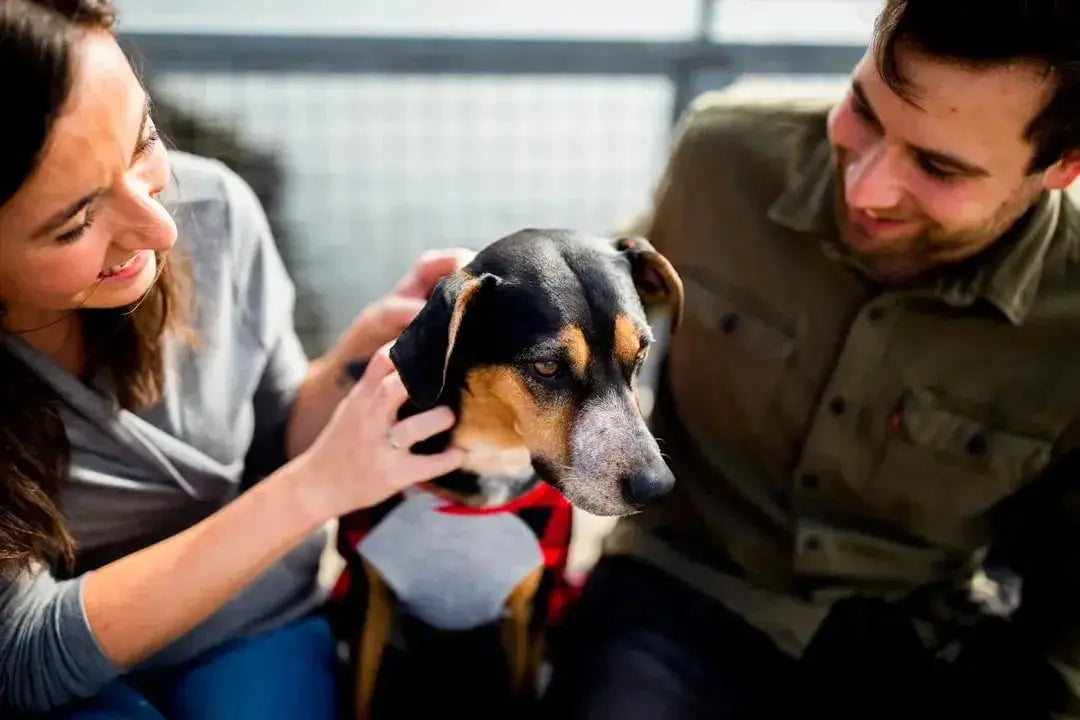 Effective Anti-Diarrhea Remedies for Dogs