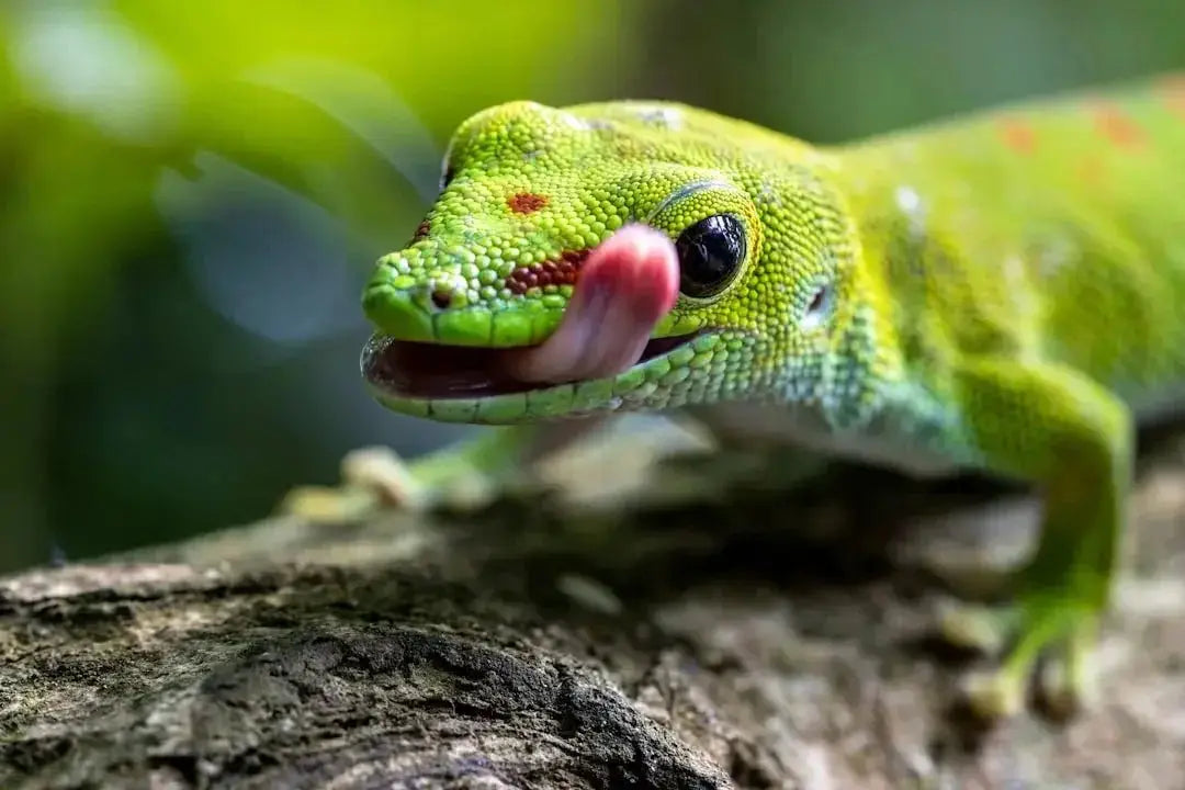 Effective Reptile Mite Spray Solutions Explained