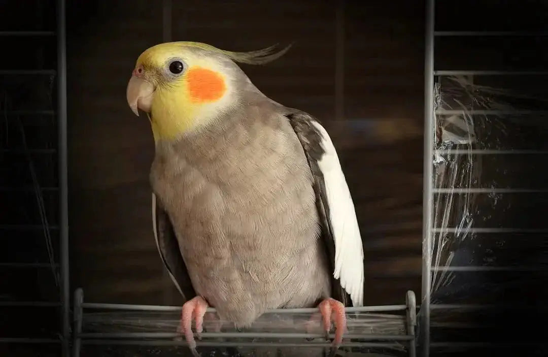 Engaging Cockatiel Foraging Toys for Fun
