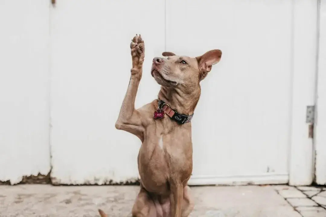 Enhance Your Dog's Meal with Toppers