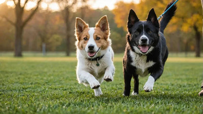 Enhance Your Dog's Training with these Top-Rated Training Treats - Talis Us