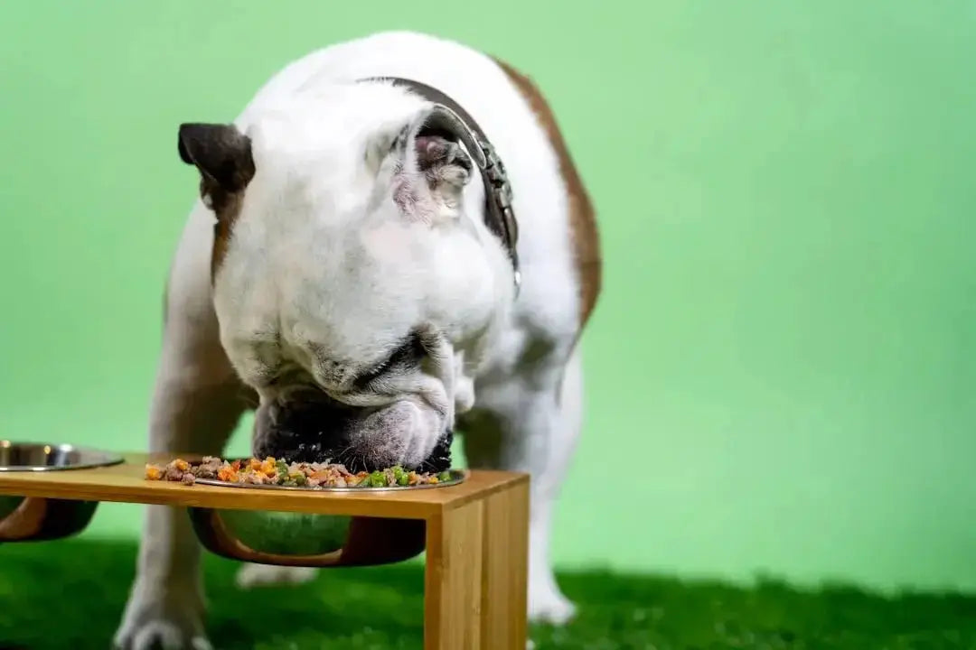 Enhancing Your Dog's Meal with Broth