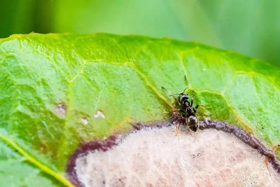 Ensure Your Ants' Well-Being with the Right Food and Feeding Supplies - Talis Us