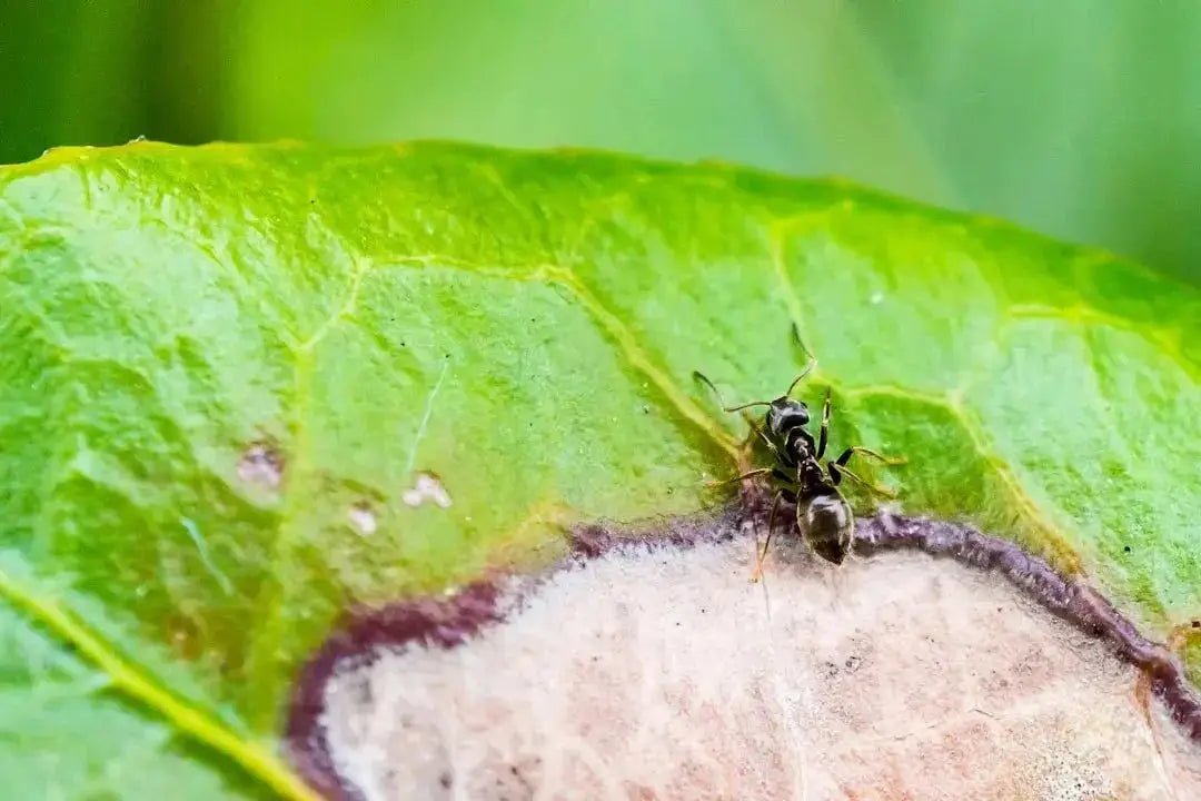 Ensure Your Ants' Well-Being with the Right Food and Feeding Supplies - Talis Us