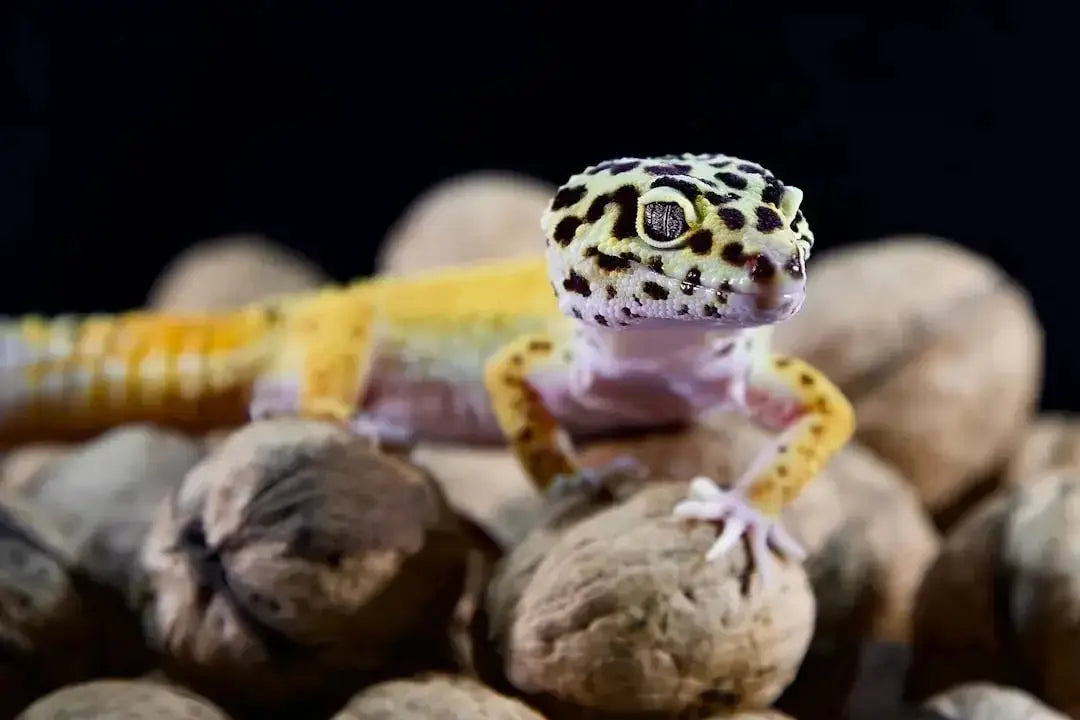 Essential Accessories for Your Leopard Gecko