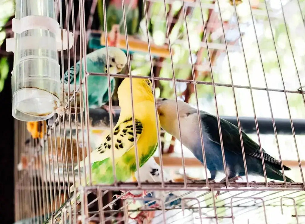 Essential Bird Breeding Accessories for Success