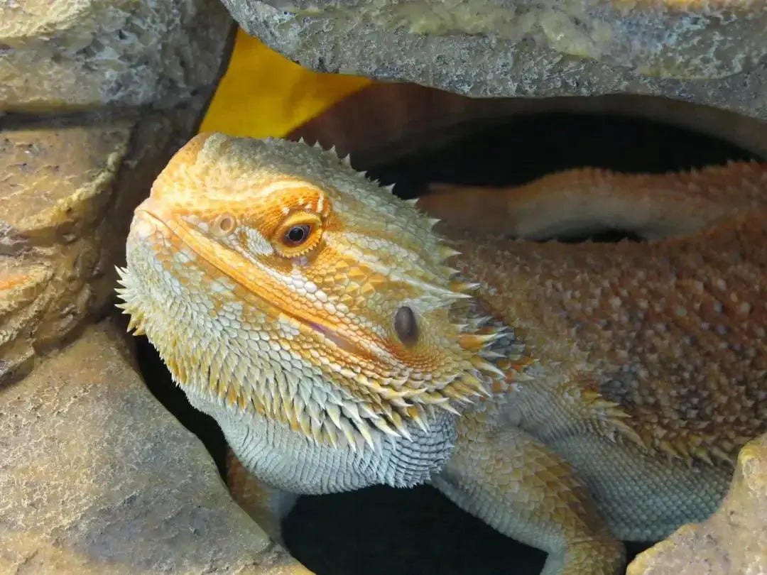 Essential Cage Setup for Bearded Dragons
