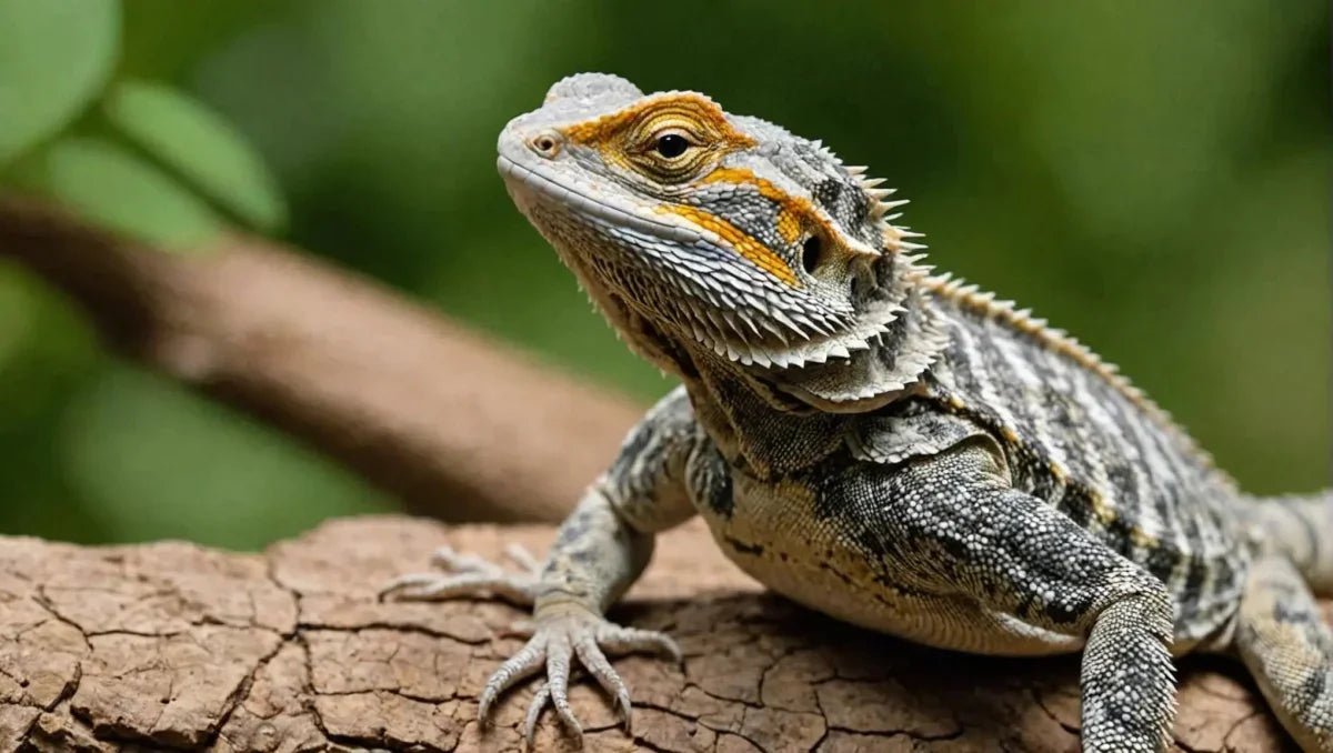 Essential Calcium for Bearded Dragon Health