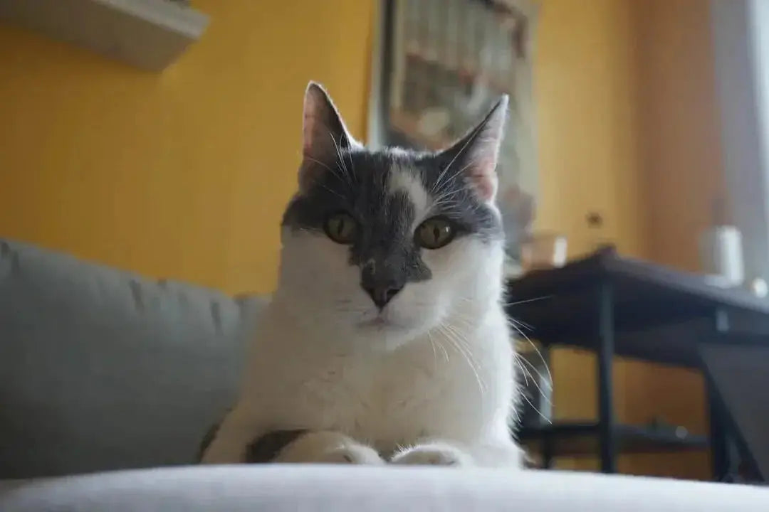 Essential Cat Supplies Every Owner Needs