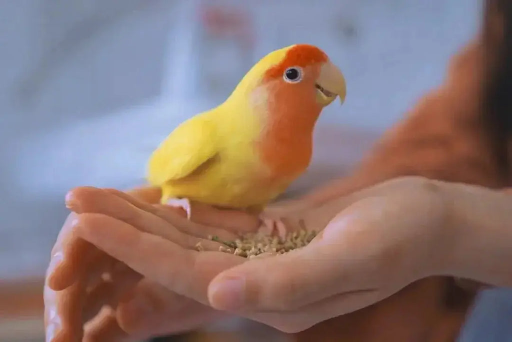 Essential Cockatiel Bird Medicine Guide