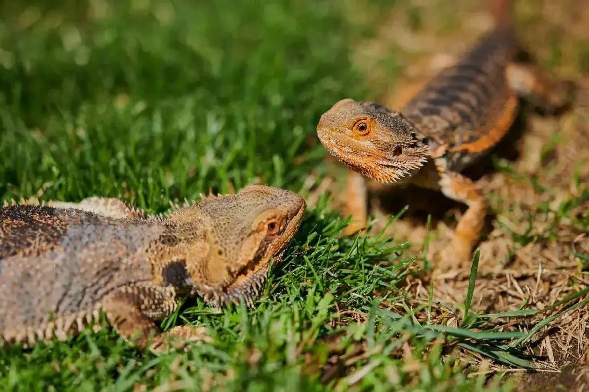 Essential Diet Tips for a Healthy Bearded Dragon