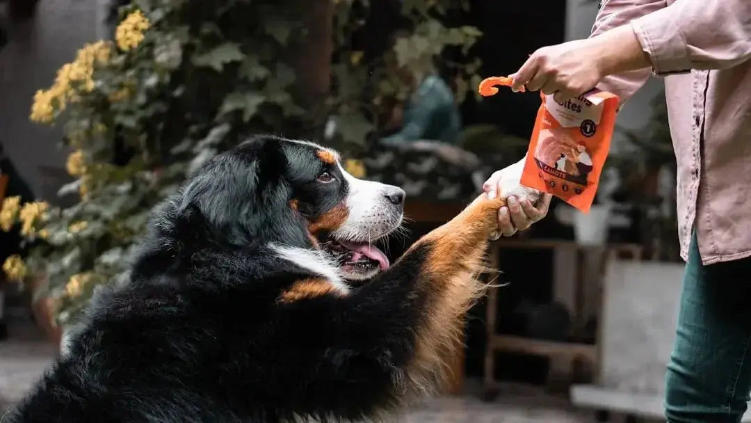 Essential Dog Grooming Tools for Every Owner
