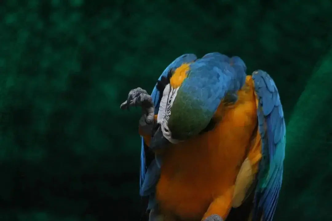 Essential Guide to Parrot Beak Trimming