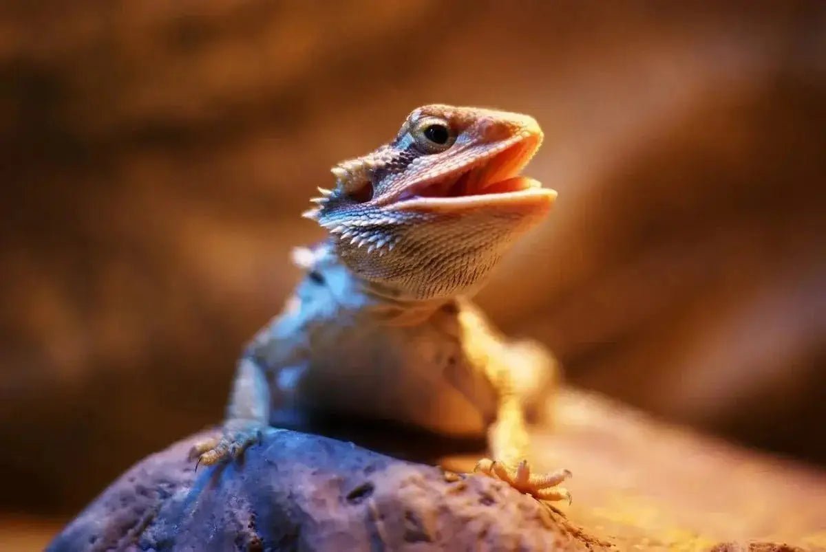 Essential Guide to Bearded Dragon UV Light