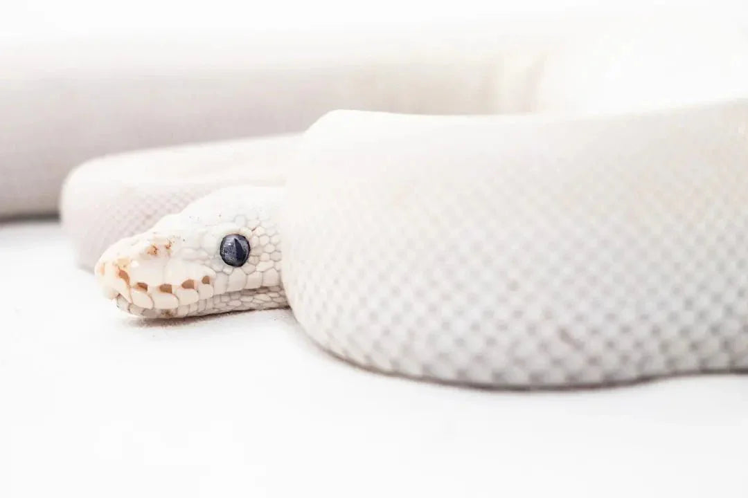 Essential Items for Your Ball Python Kit