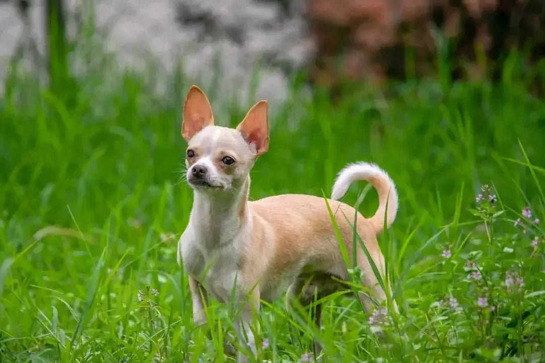 Essential Nutrients for Chihuahua Dog Food