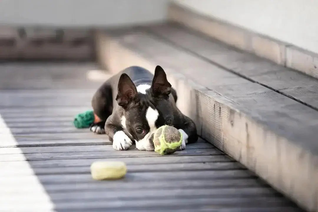 Essential Puppy Teething Toys for Relief