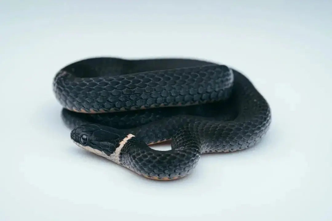 Essential Reptile Accessories for Happy Pets