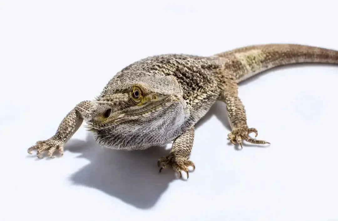 Essential Setup for Your Bearded Dragon Tank