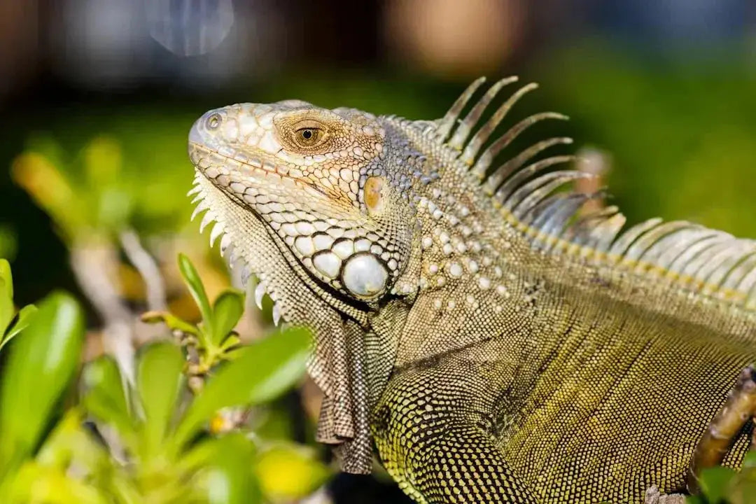 Essential Supplies for Caring for Iguanas