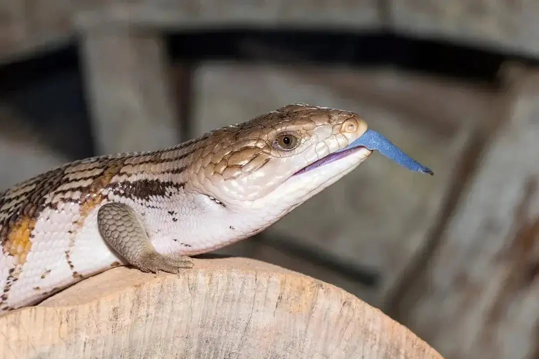 Essential Tips for Blue Tongue Skink Care