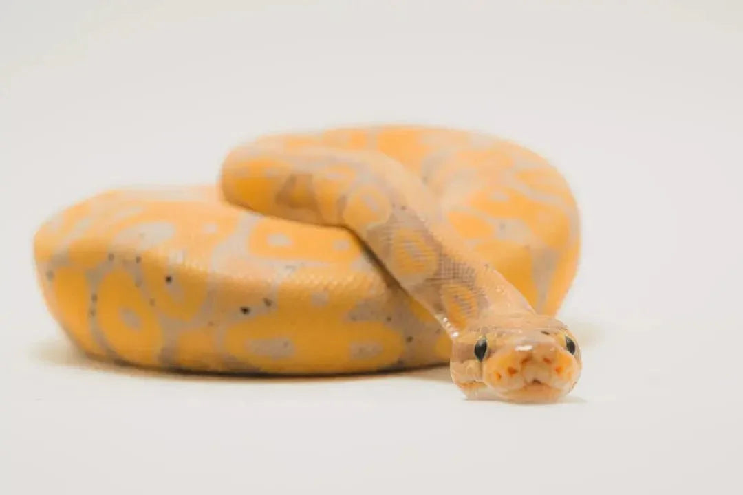 Essential Tips for Building Snake Enclosures