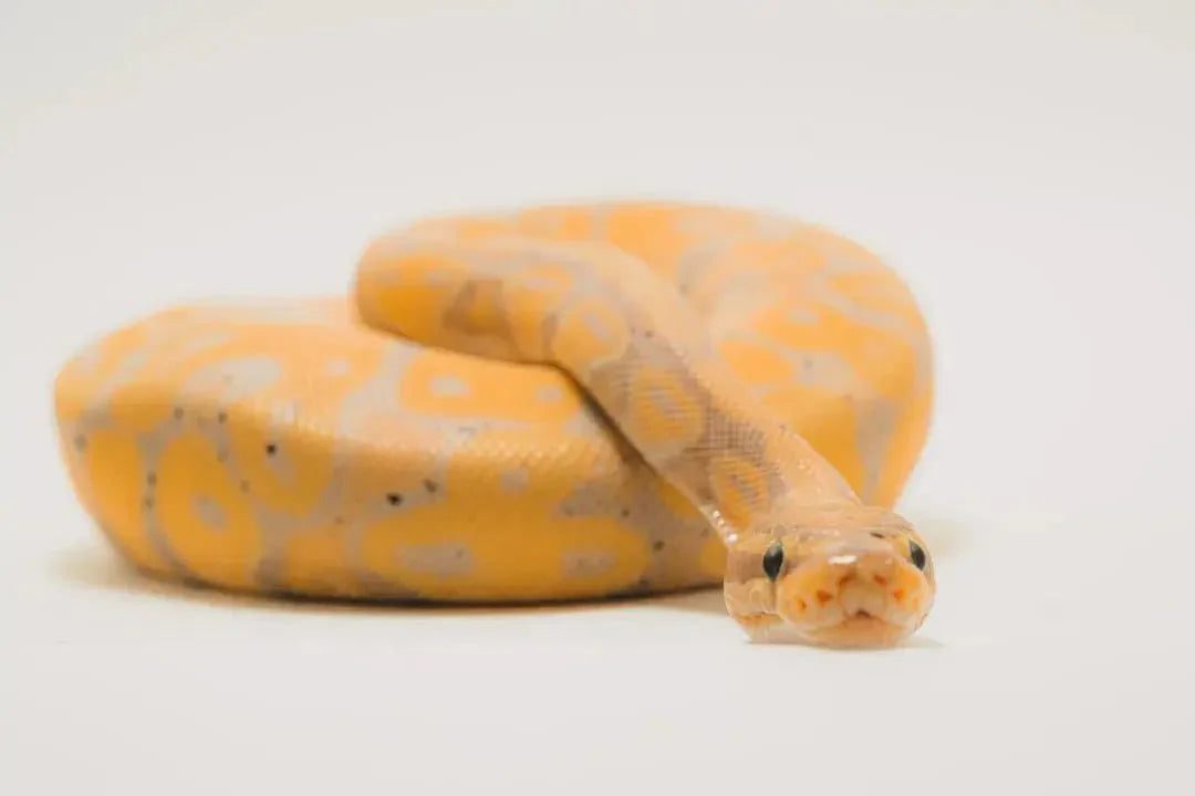 Essential Tips for Building Snake Enclosures