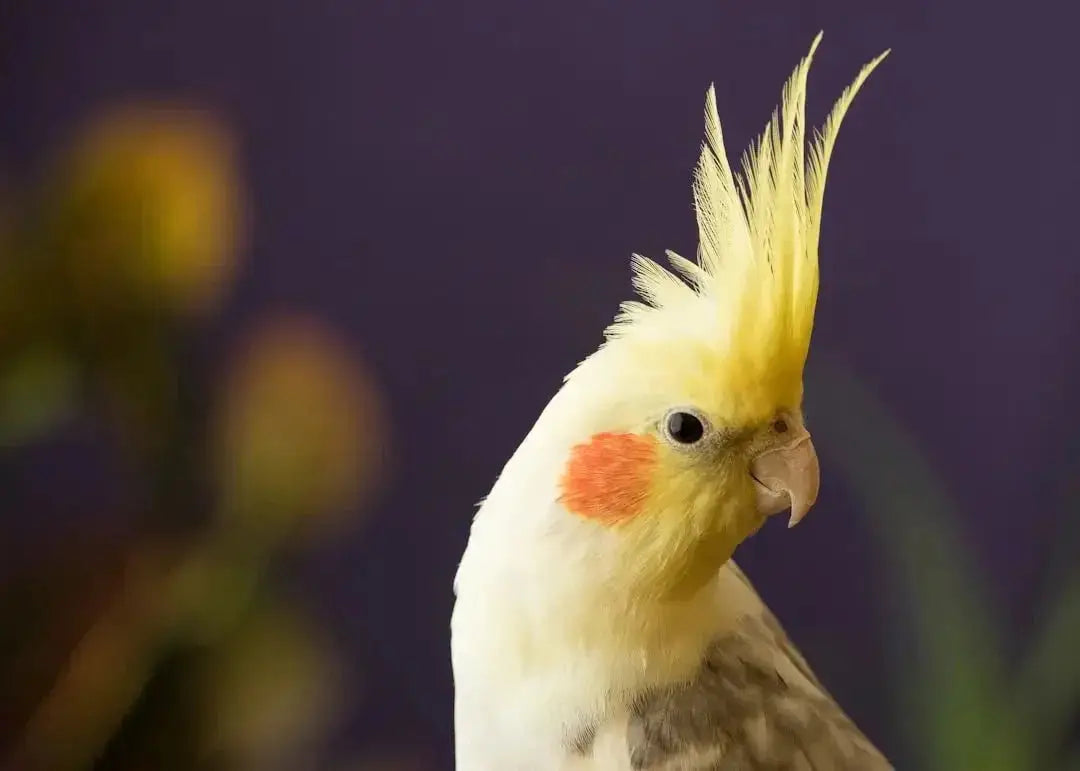 Essential Tips for Cockatiel Care