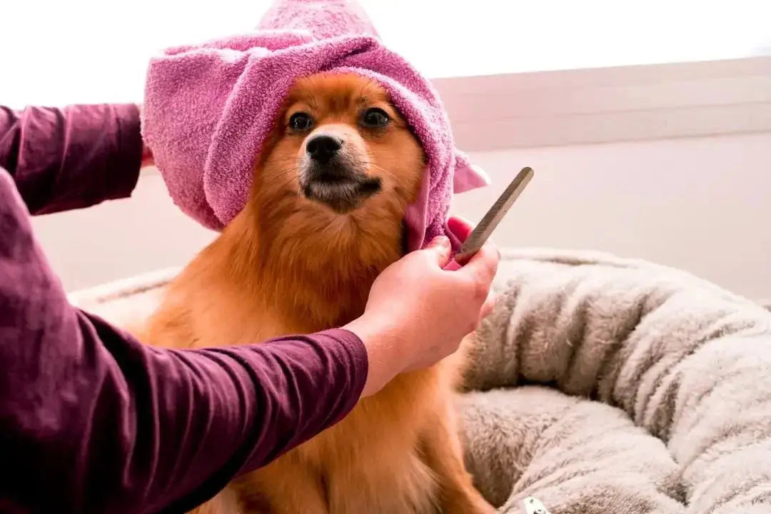Essential Tips for Effective Dog Grooming