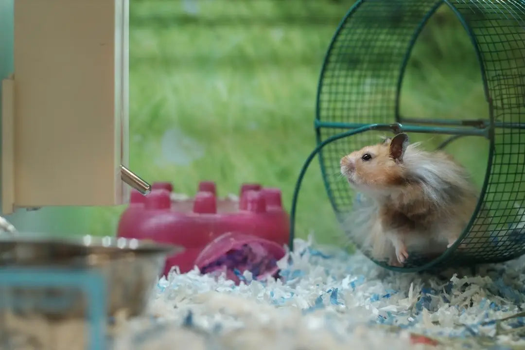 Essential Tips for Happy and Healthy Gerbil Care
