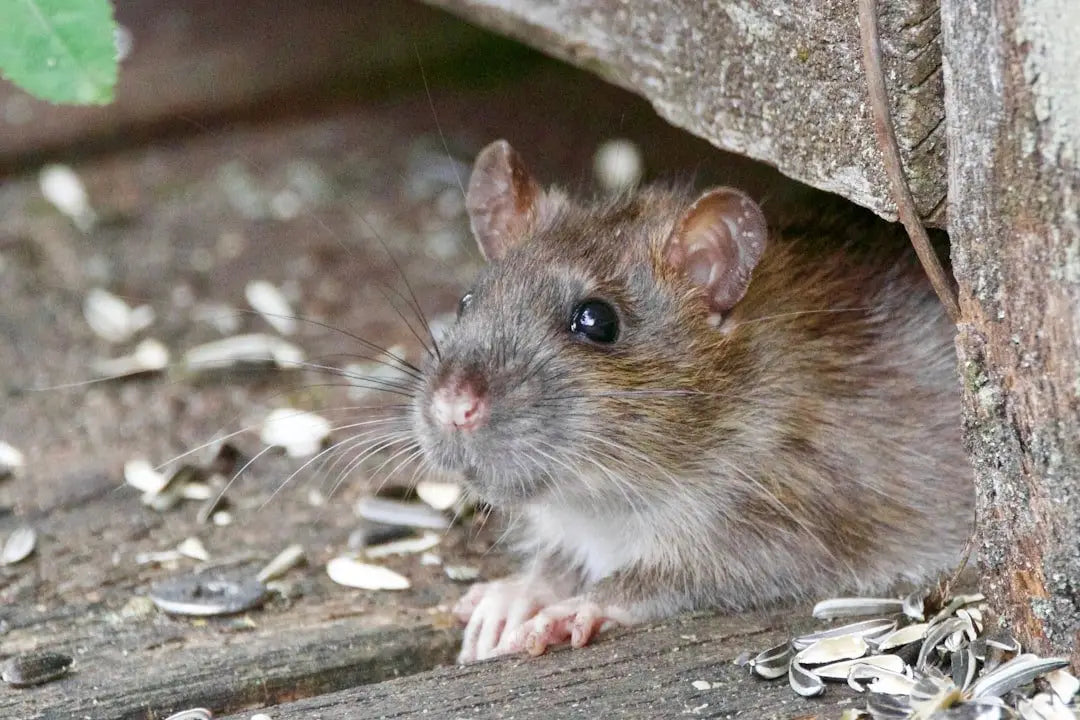 Essential Tips for Happy and Healthy Rat Care