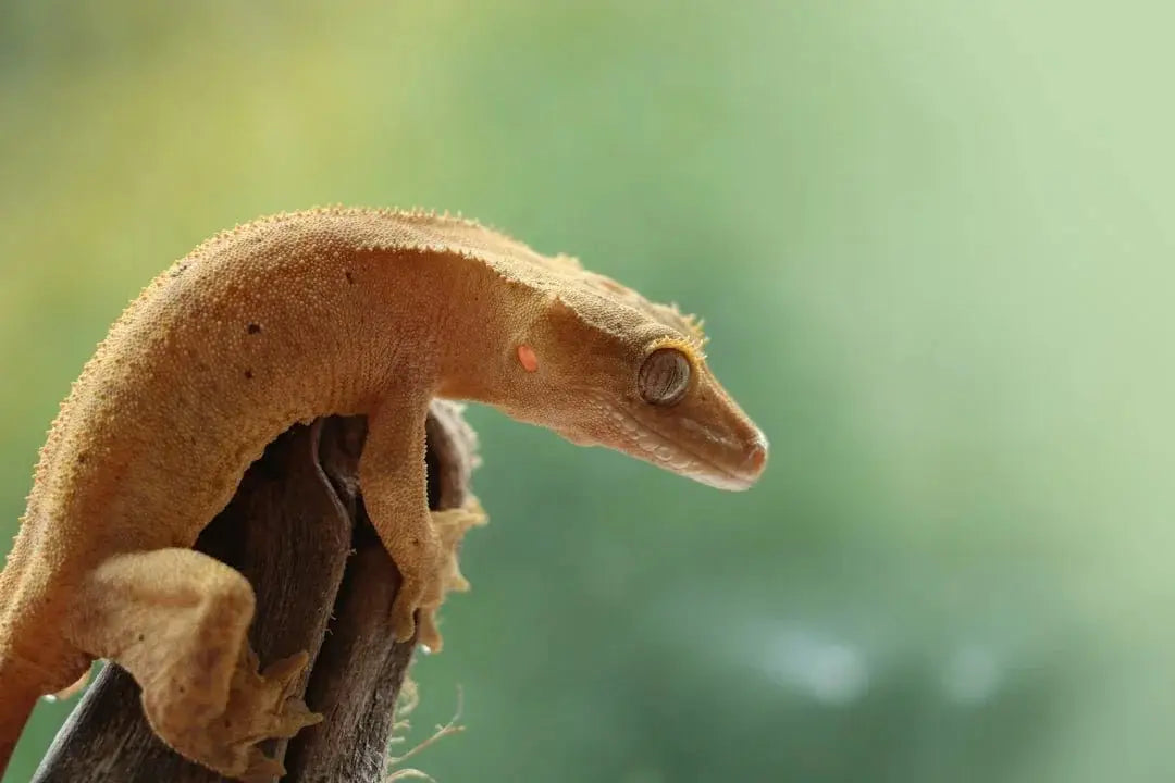 Expert-Recommended Lizard Supplies and Care Products 2025