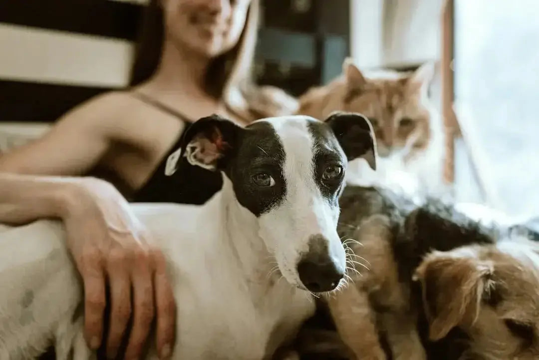 Exploring Alternatives to Kibble for Dogs