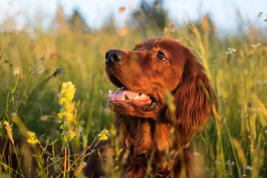 Exploring the Benefits of Nature's Blend Dog Food