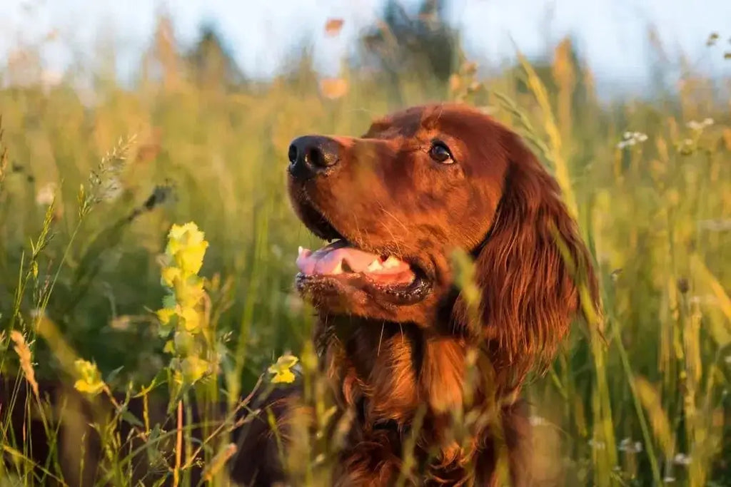 Exploring the Benefits of Nature's Blend Dog Food