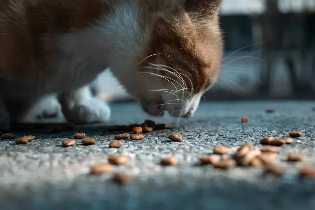 Exploring The Honest Kitchen's Pet Food Philosophy