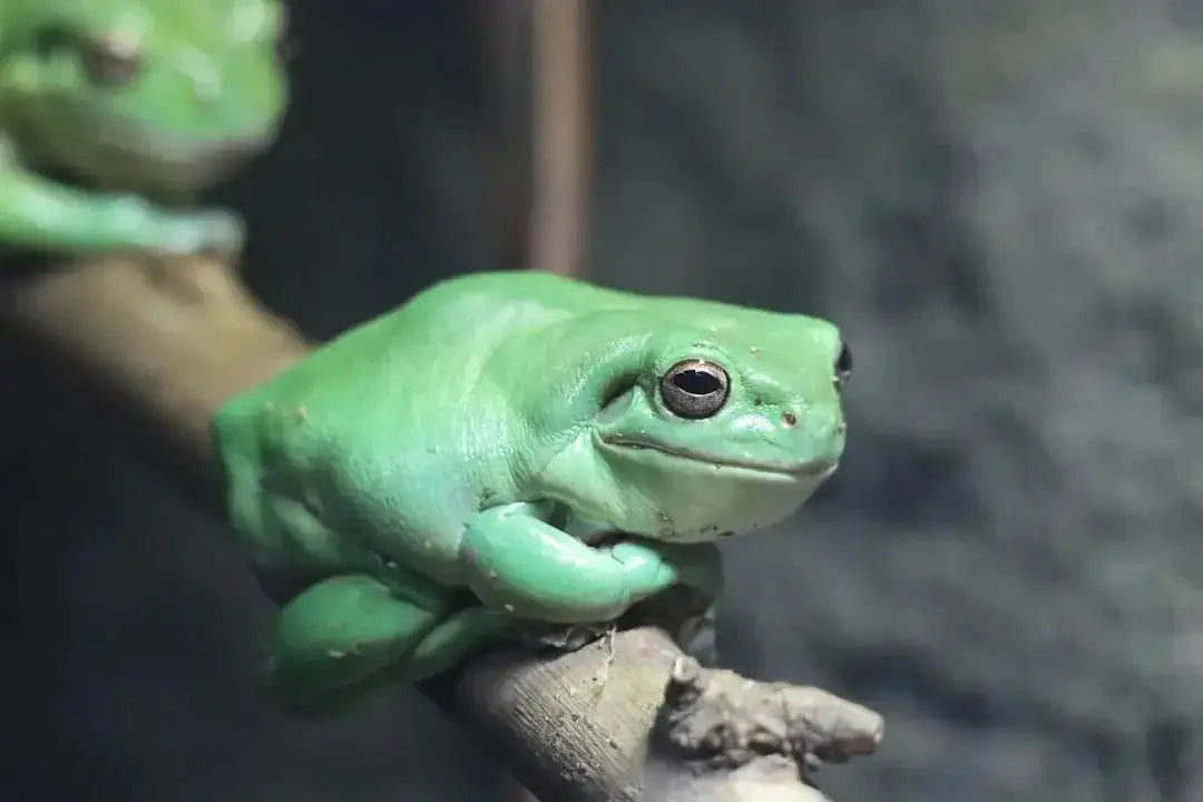 Exploring Unique Frog Habitats for Sale