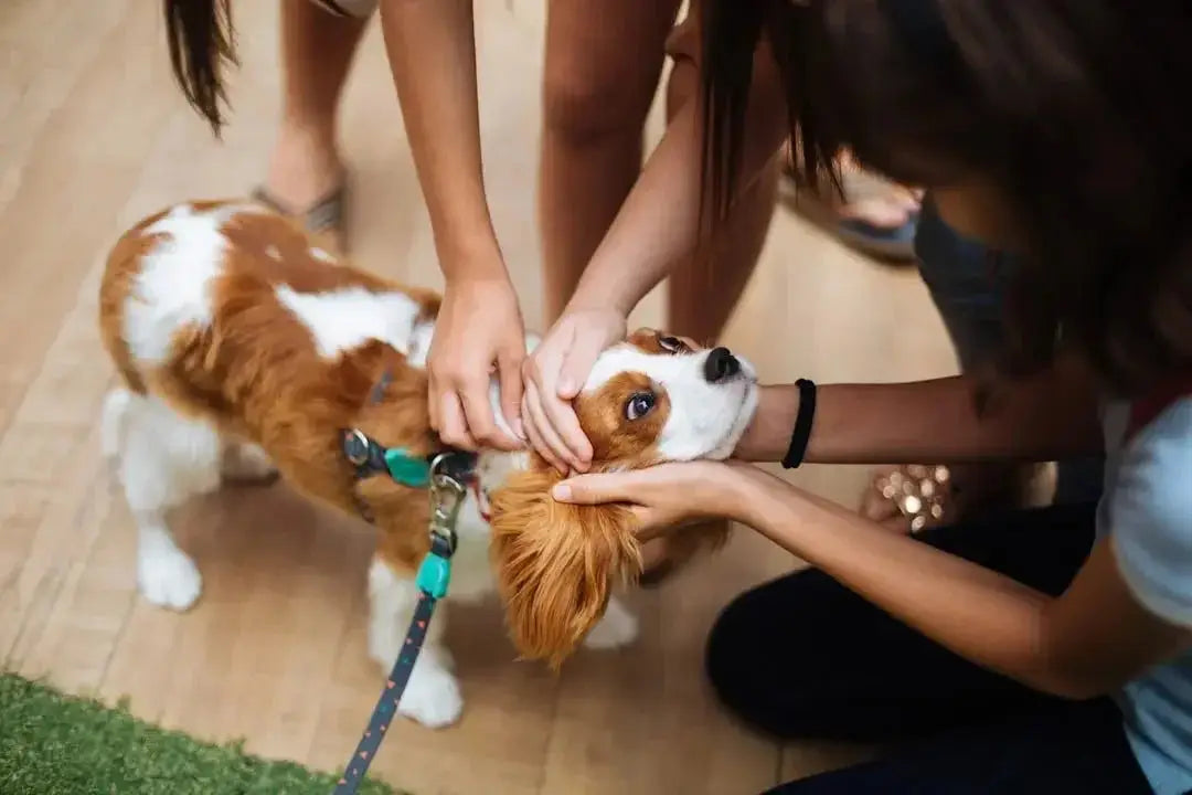 How do family-owned pet businesses differ from large chains