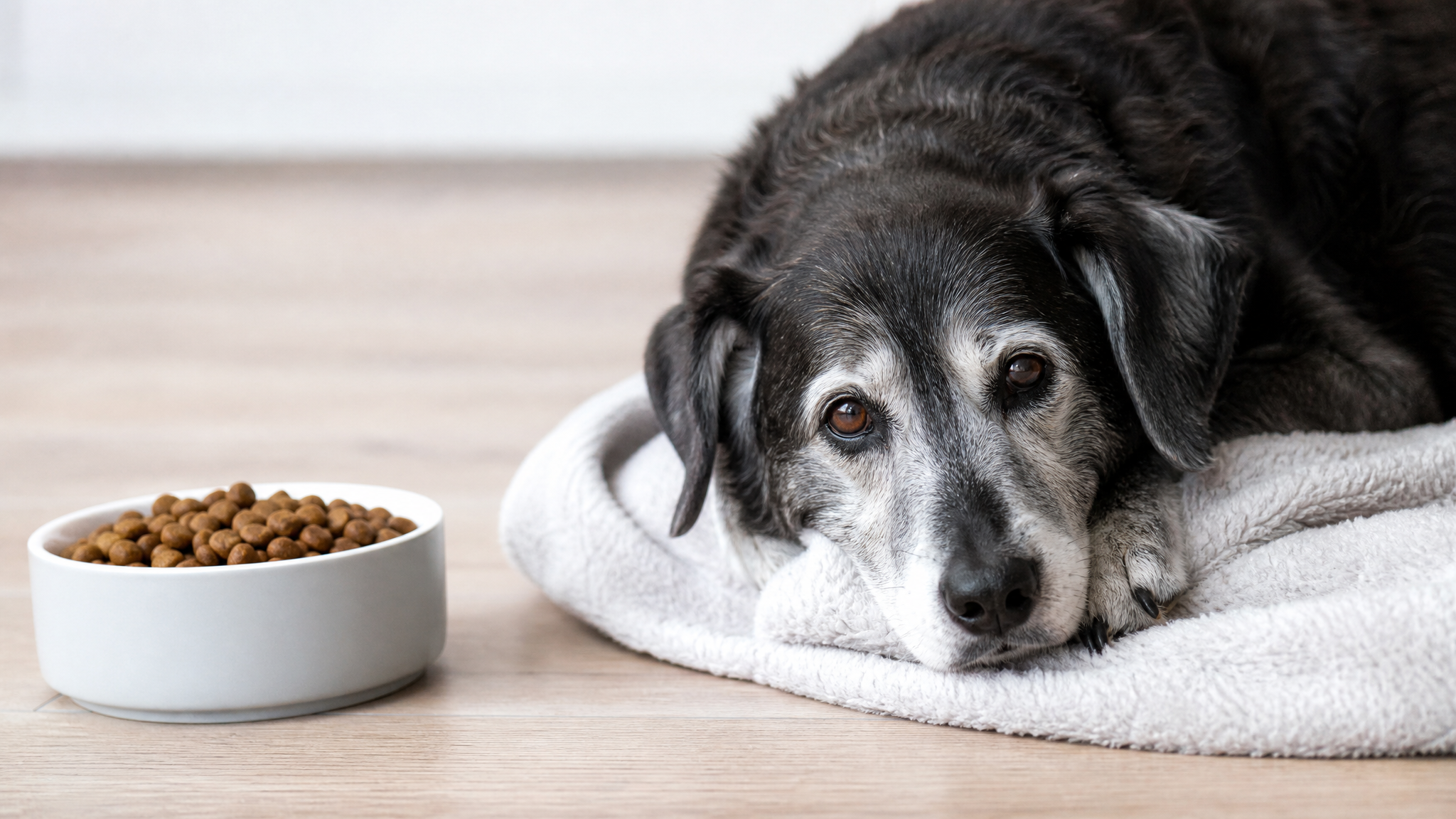 What Is Senior Pet Care? Age Guidelines and Vet Recommendations
