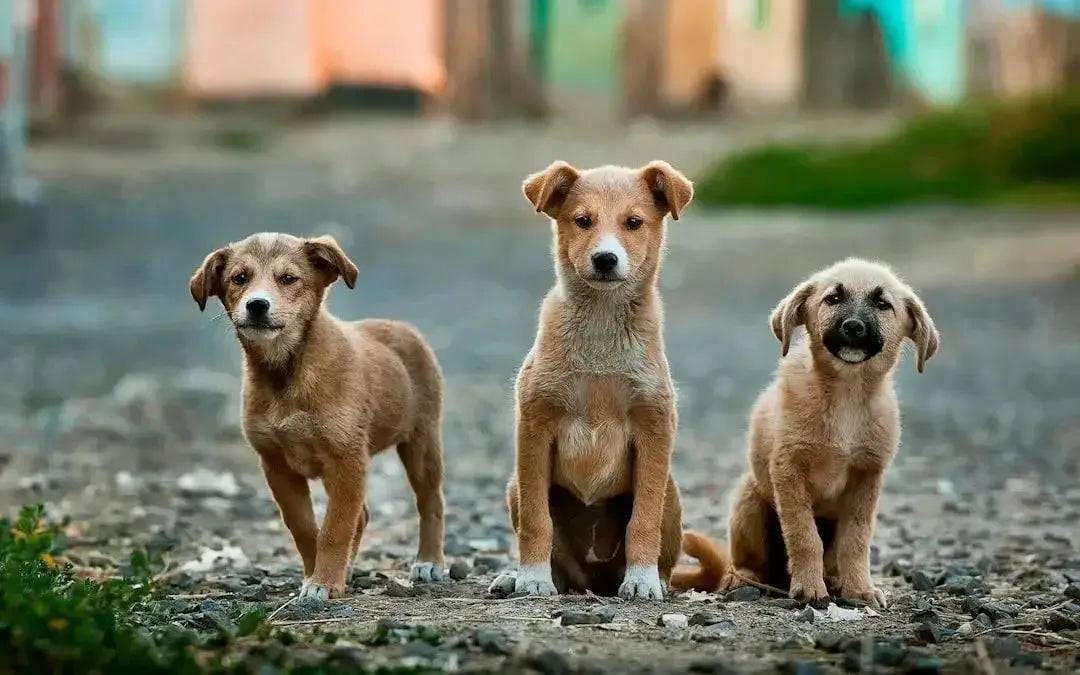 What to feed a dog to gain weight