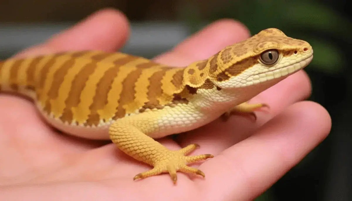 Where to Find Expert Advice on Caring for Reptiles | Talis Us