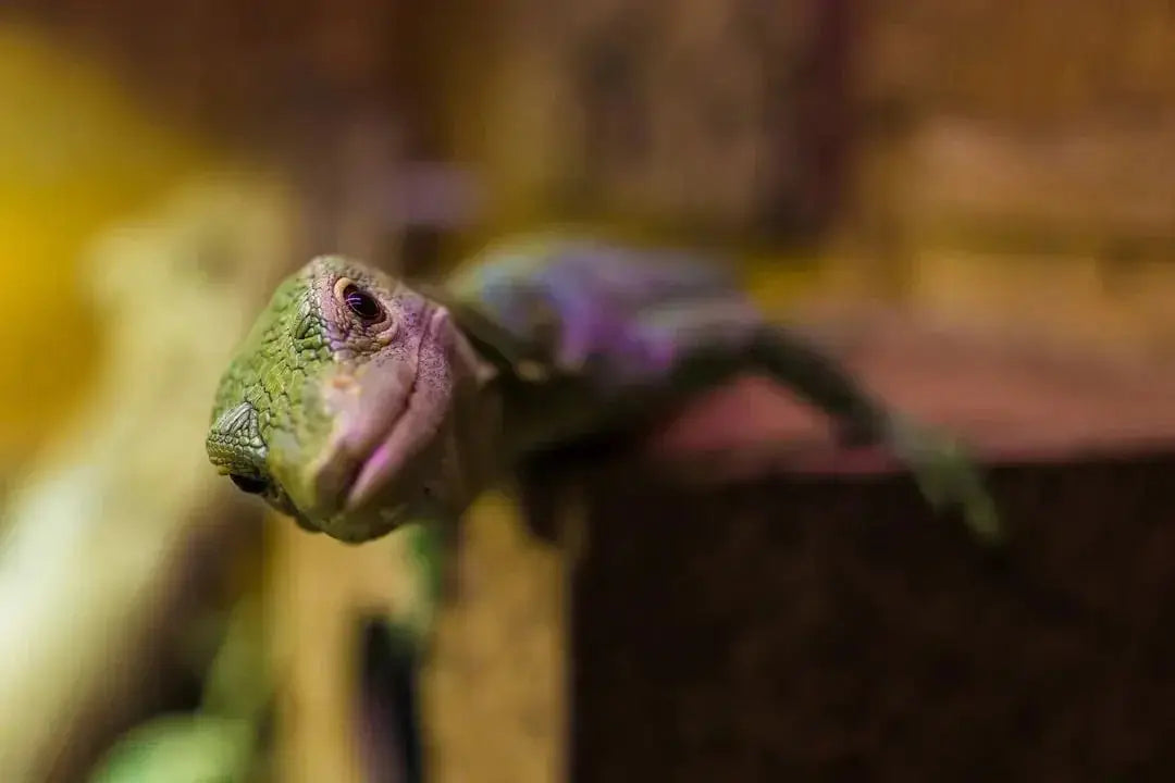 Where can i find expert advice on caring for reptiles